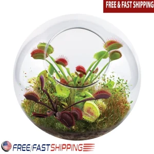 Carnivorous Fly Trap Terrarium Kit
